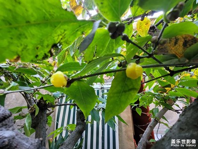 2024年的臘梅，快開放了