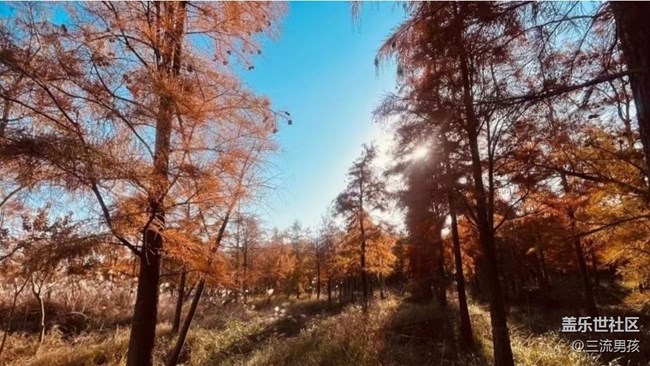 【金色回憶】紅松