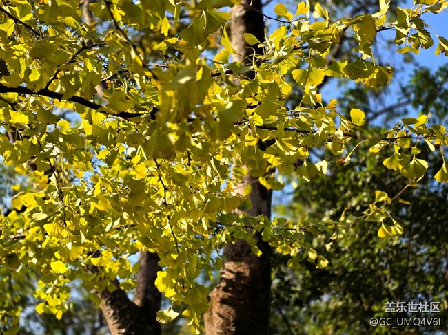 【秋霞圃線下攝影活動】+透著光的楓葉