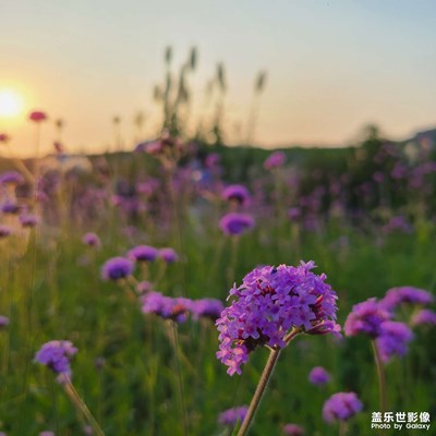 手機(jī)里的風(fēng)景照