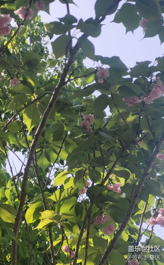 【Note手機里的春夏秋冬】四月櫻花季