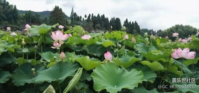 【Note手機(jī)里的春夏秋冬】荷花池