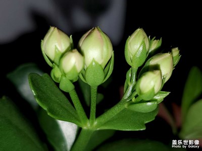 【見微知著】+微距拍攝