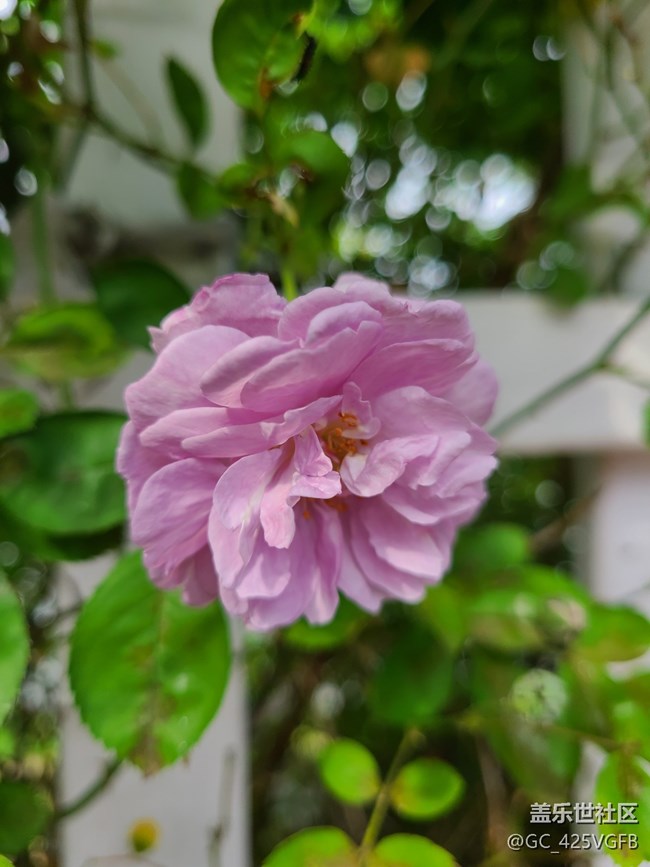 【Note手機(jī)里的春夏秋冬】春天的生機(jī)