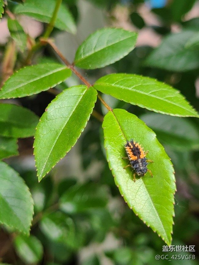 【Note手機(jī)里的春夏秋冬】春天的生機(jī)