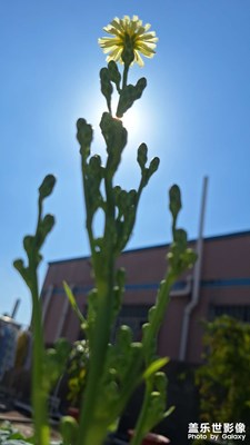 【見微知著】一朵小花