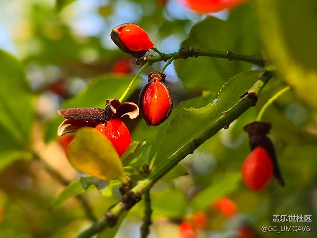 【秋霞圃線下攝影活動】+透著光的楓葉