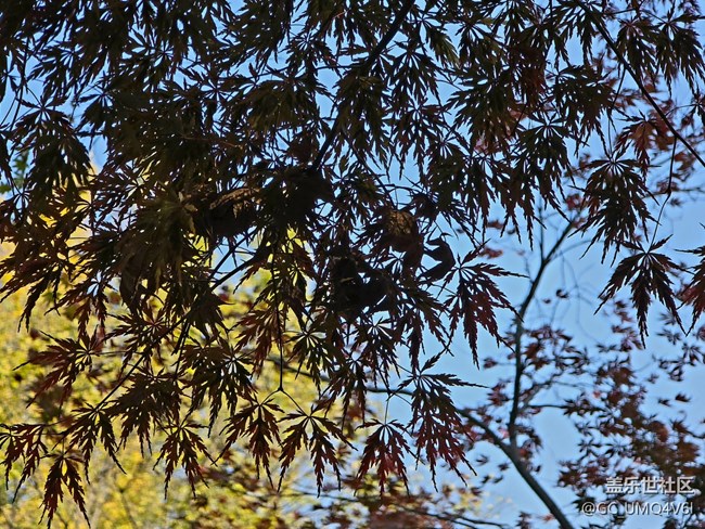 【秋霞圃線下攝影活動】+透著光的楓葉