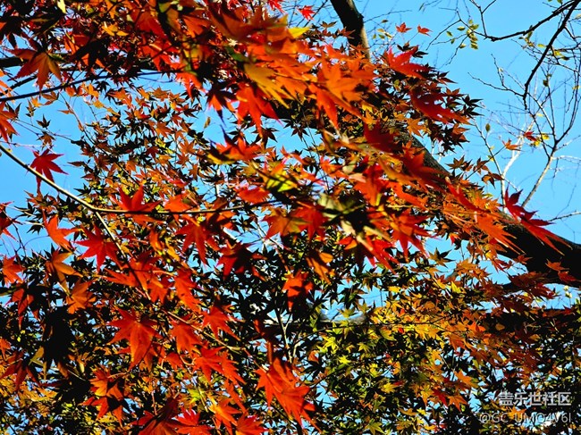 【秋霞圃線下攝影活動】+透著光的楓葉