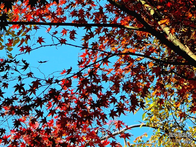 【秋霞圃線下攝影活動】+透著光的楓葉