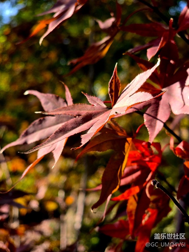 【秋霞圃線下攝影活動】+透著光的楓葉