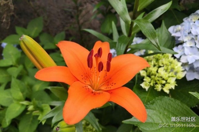 【Note手機(jī)里的春夏秋冬】美麗花