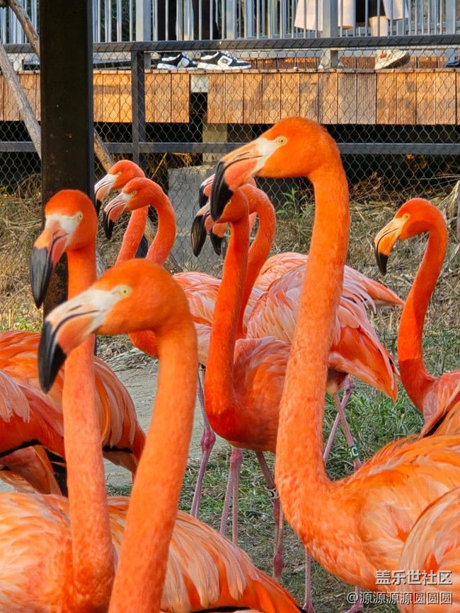 【武漢動(dòng)物園光影之旅】武漢星部落線(xiàn)下活動(dòng)總結(jié)帖