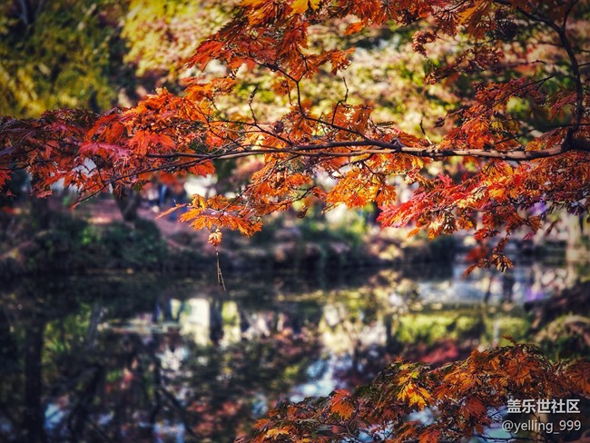 上海星部落11月30日秋霞圃線下攝影活動回顧帖