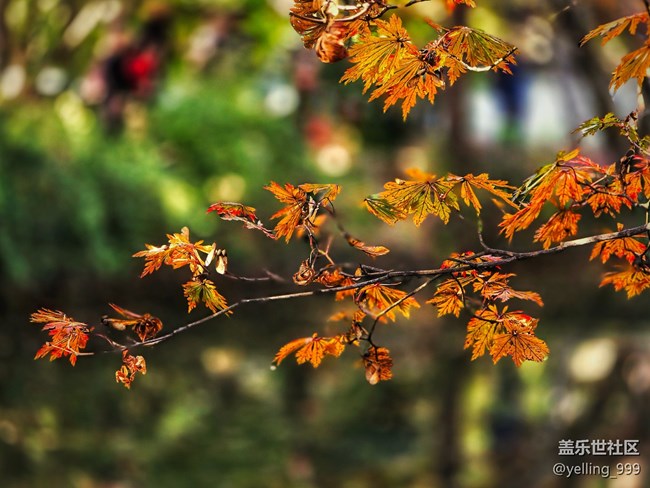 上海星部落11月30日秋霞圃線下攝影活動回顧帖