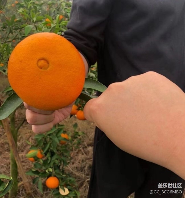 【金色回憶】紅美人