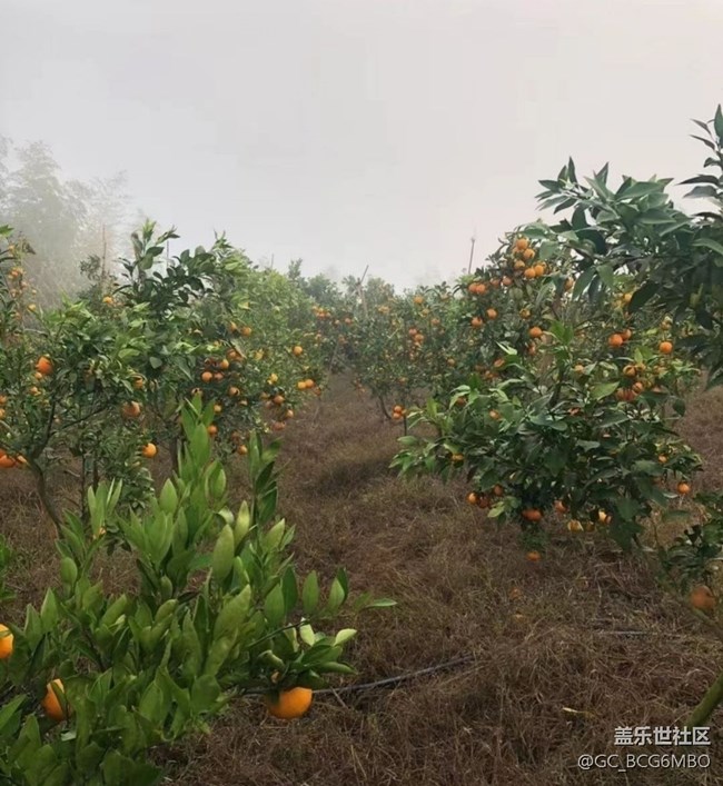 【金色回憶】紅美人