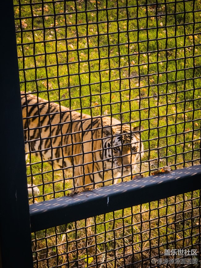 【武漢動(dòng)物園光影之旅】武漢星部落線(xiàn)下活動(dòng)總結(jié)帖