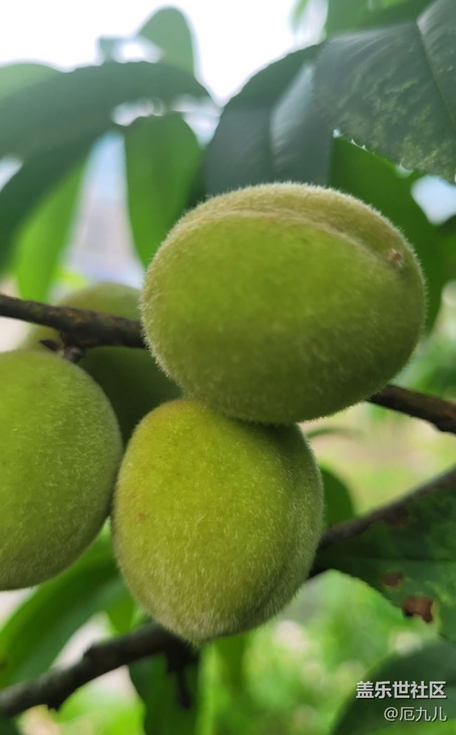 【Note手機(jī)里的春夏秋冬】桃樹(shù)