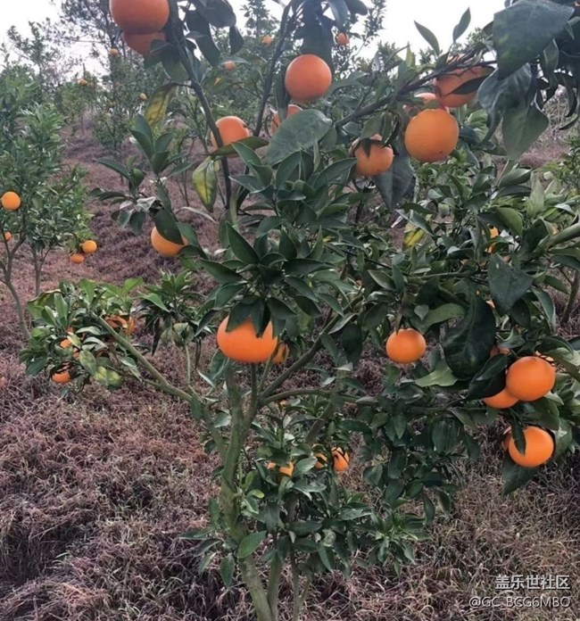 【金色回憶】紅美人