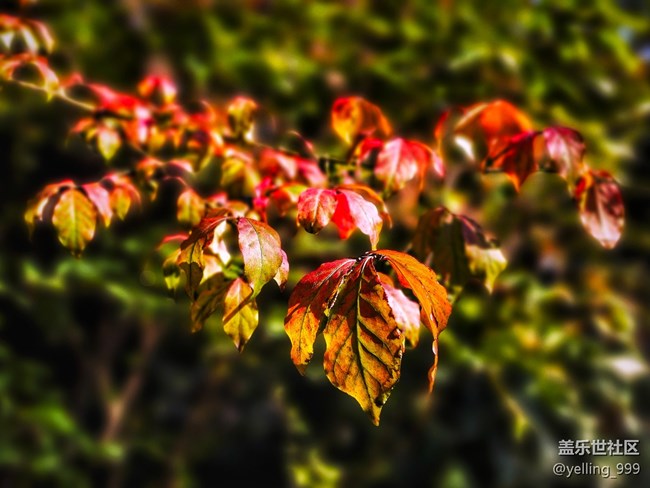上海星部落11月30日秋霞圃線下攝影活動回顧帖