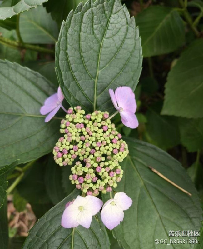 【Note手機(jī)里的春夏秋冬】美麗花