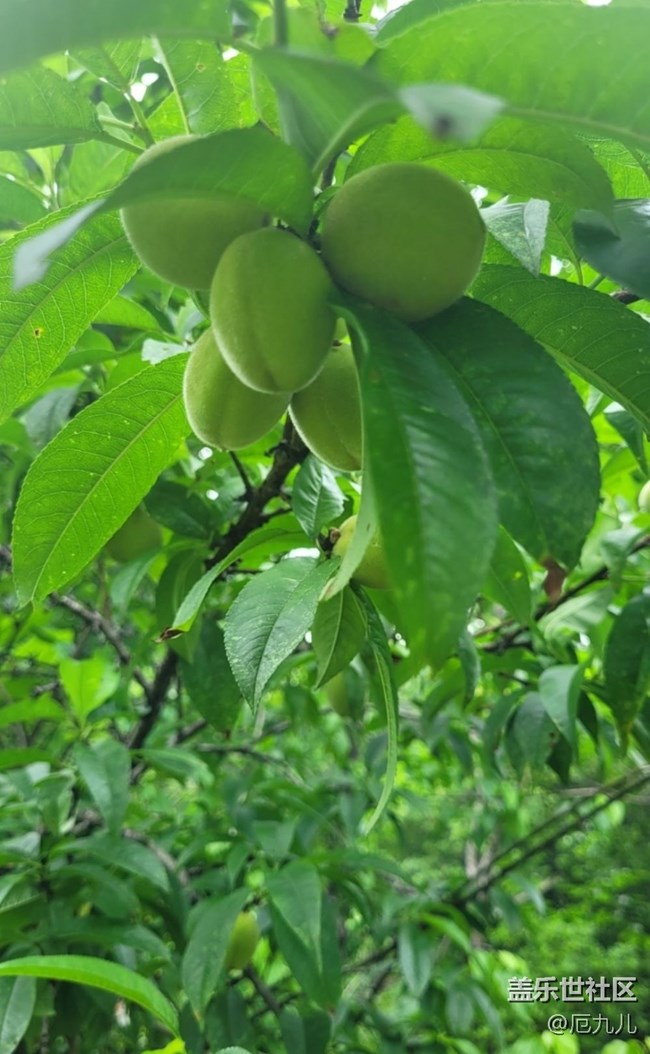 【Note手機(jī)里的春夏秋冬】桃樹(shù)