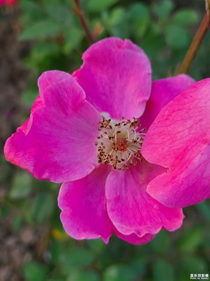 【如影隨形】+ 花朵綻放