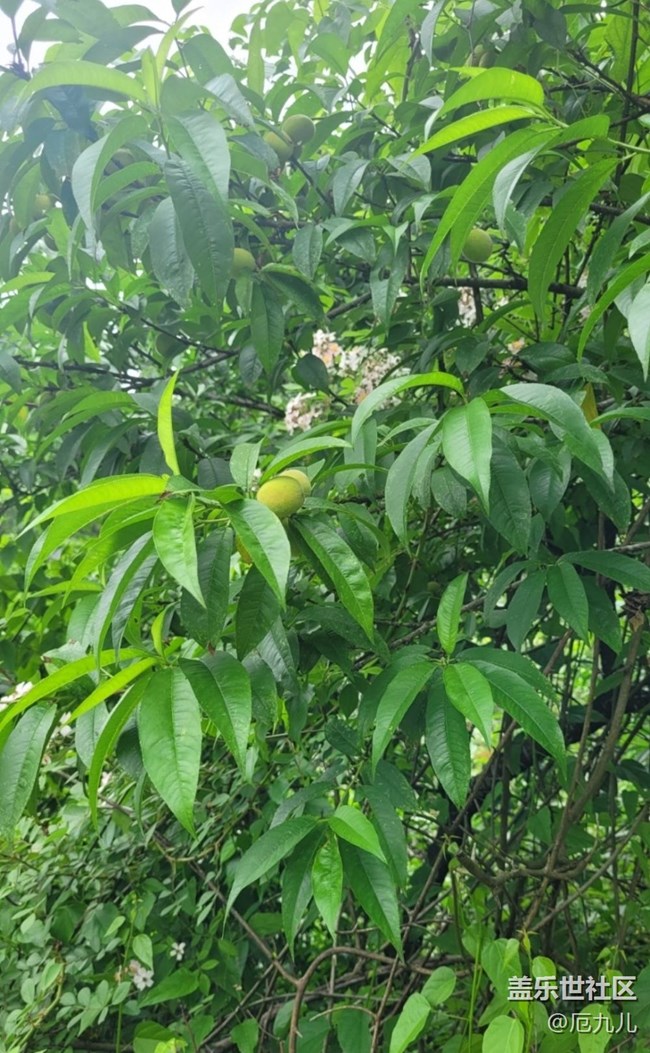 【Note手機(jī)里的春夏秋冬】桃樹(shù)