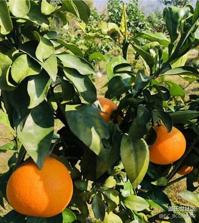 【金色回憶】紅美人