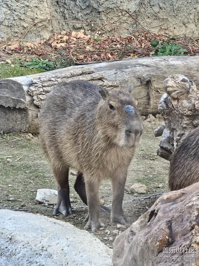 【武漢動(dòng)物園光影之旅】武漢星部落線(xiàn)下活動(dòng)總結(jié)帖