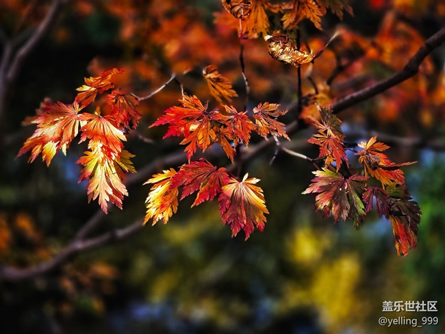 上海星部落11月30日秋霞圃線下攝影活動回顧帖