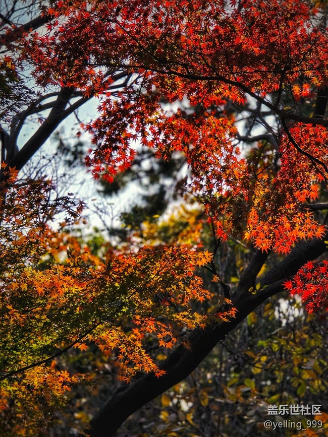 上海星部落11月30日秋霞圃線下攝影活動回顧帖