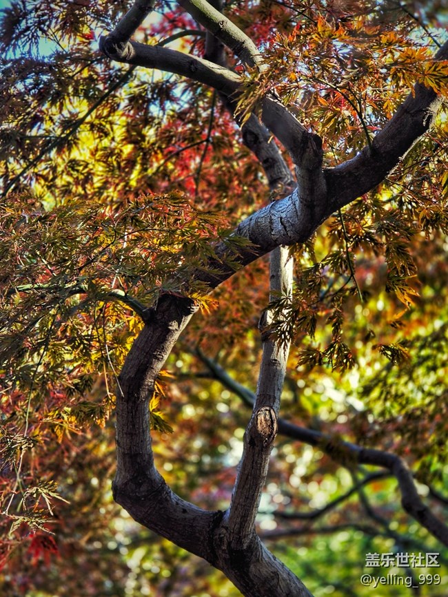 上海星部落11月30日秋霞圃線下攝影活動回顧帖