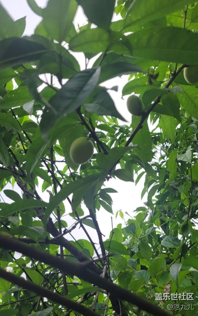 【Note手機(jī)里的春夏秋冬】桃樹(shù)