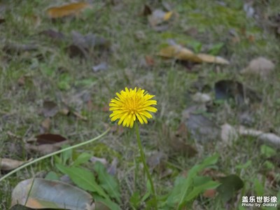 【如影隨形】+?午后漫步