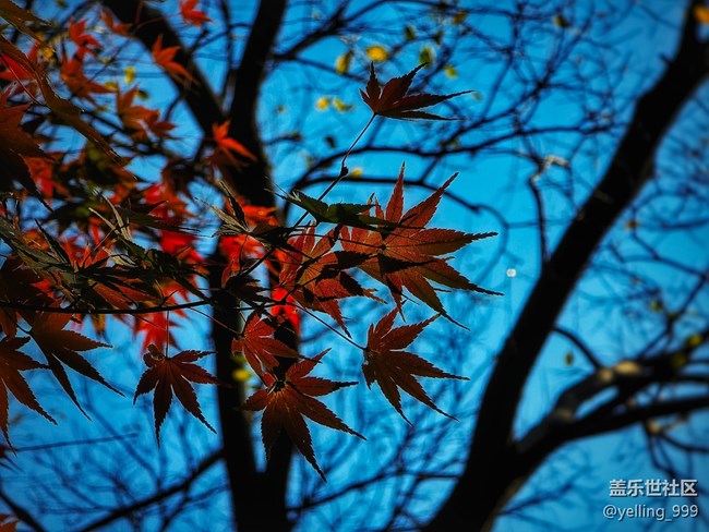上海星部落11月30日秋霞圃線下攝影活動回顧帖