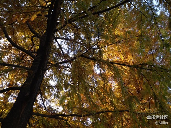 12.1 蘇州星部落 賞秋品鑒活動回顧