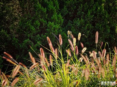 【如影隨形】+隨風(fēng)搖曳