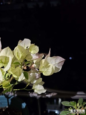 自家種的三角梅