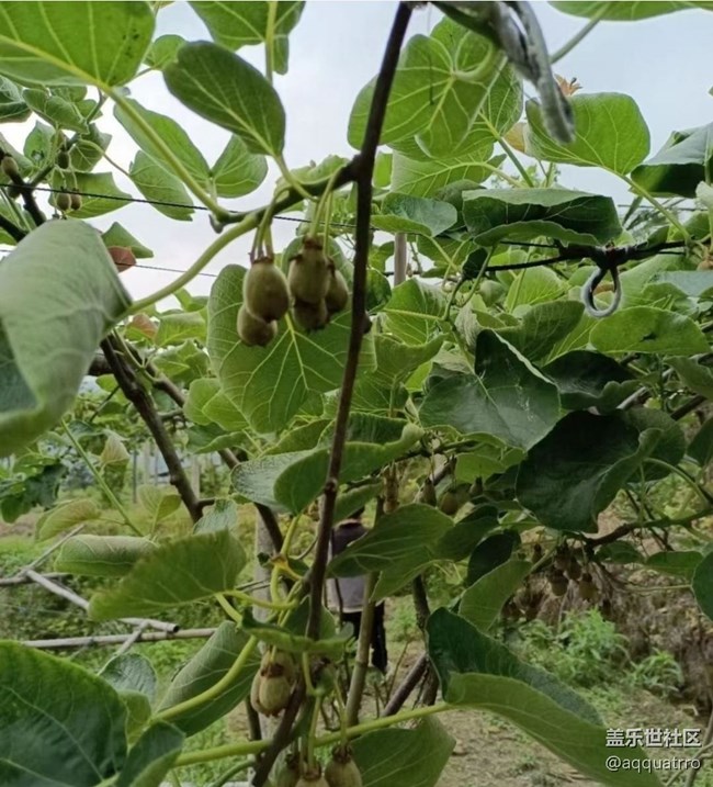 【Note手機(jī)里的春夏秋冬】掛果期