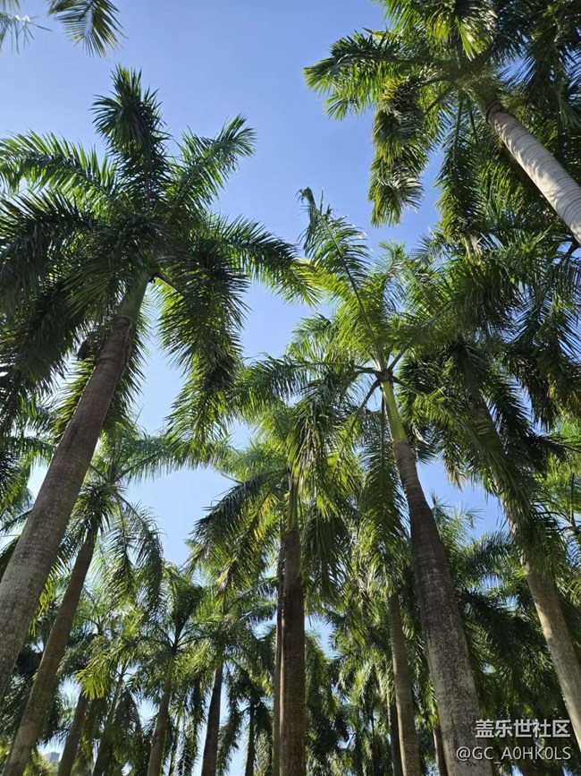 【2024再見】蓮花山野餐