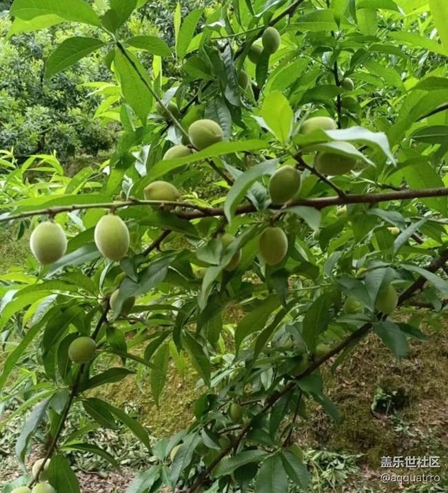 【Note手機(jī)里的春夏秋冬】掛果期