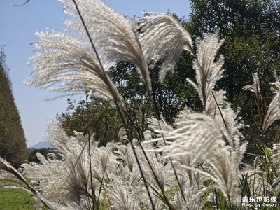 【如影隨形】冬日暖陽下的蘆葦