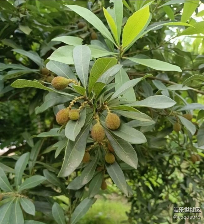 【Note手機(jī)里的春夏秋冬】掛果期