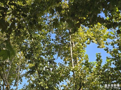 【如影隨形】+ 藍(lán)天白云