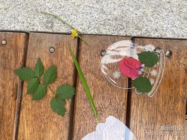 【金色回憶】秋葉