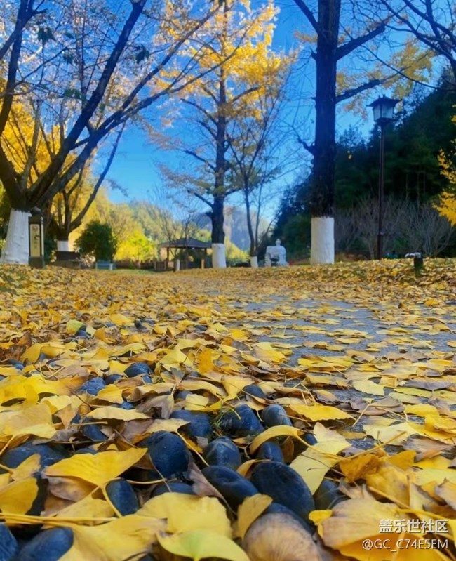 【金色回憶】溫暖午后