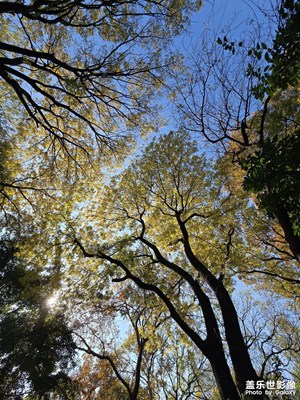 【如影隨形】銀杏樹下