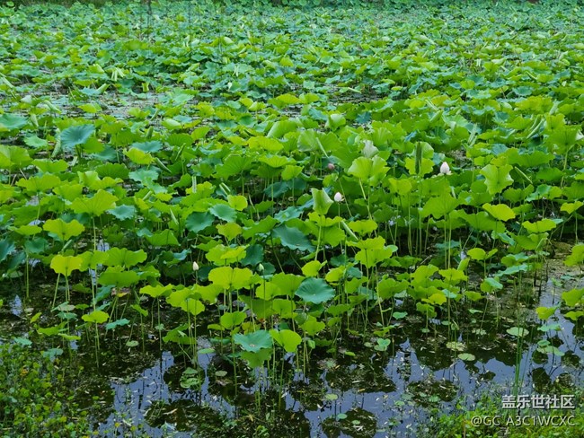 【Note手機(jī)里的春夏秋冬】夏荷